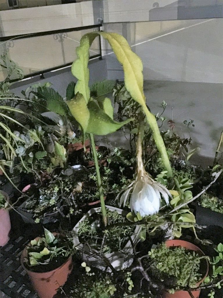 04燈光不足~曇花拍不太清楚.JPG