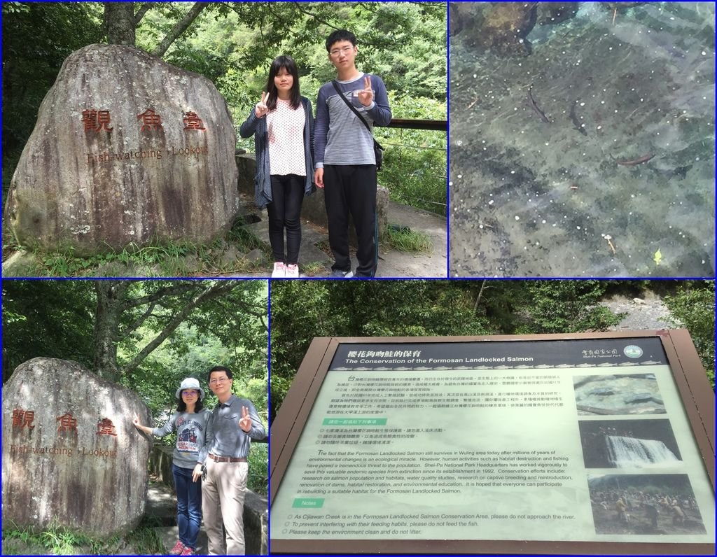11觀魚台~看櫻花鉤吻鮭.jpg