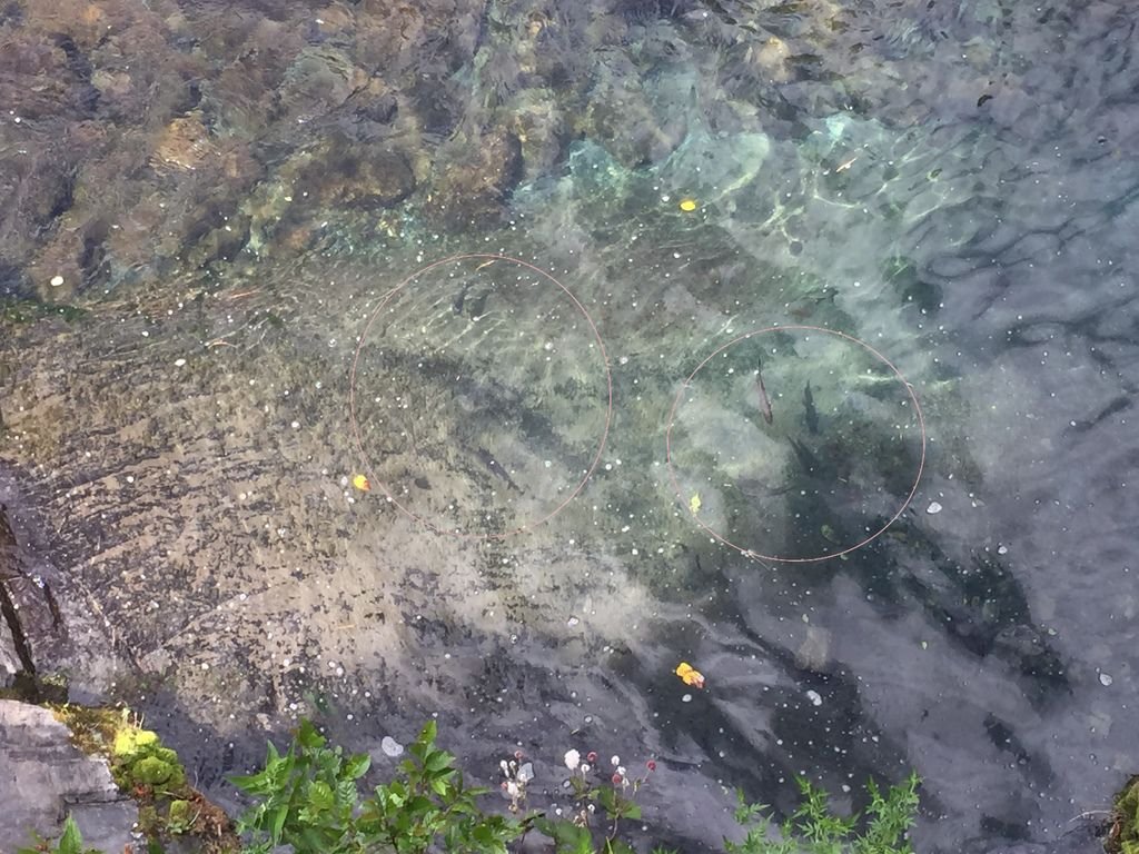 12找到幾隻櫻花鉤吻鮭(國寶魚).JPG