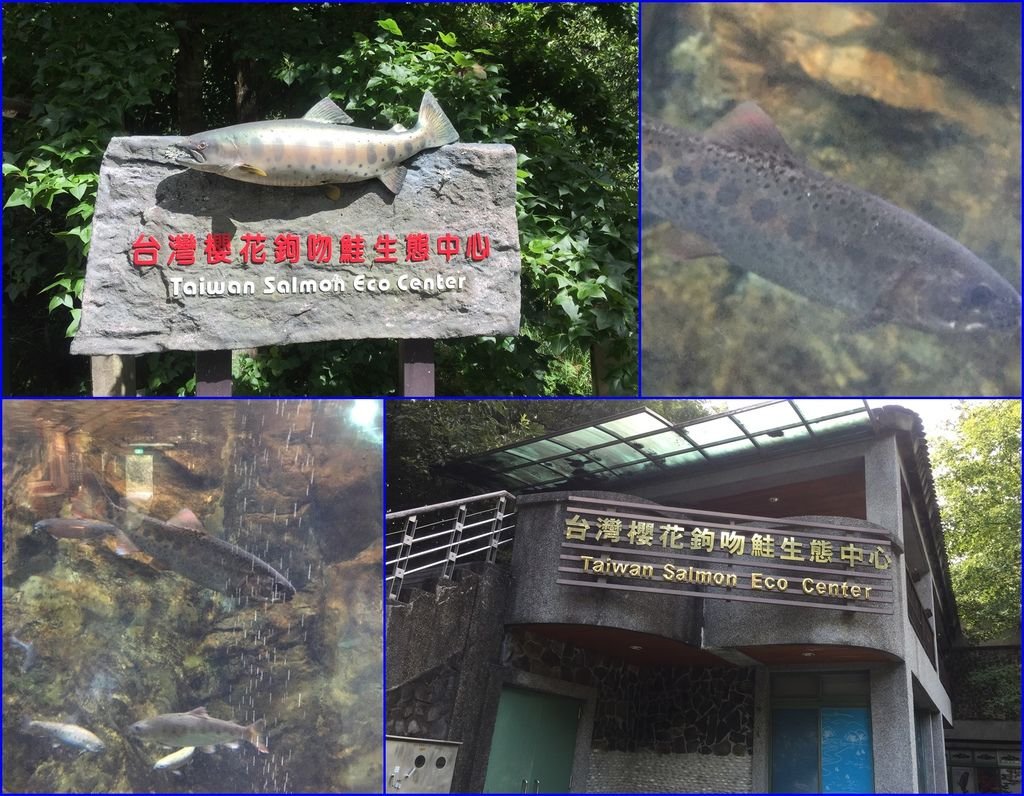 13沒找到櫻花鉤吻鮭沒關係~直接到櫻花鉤吻鮭生態中心看比較快.JPG
