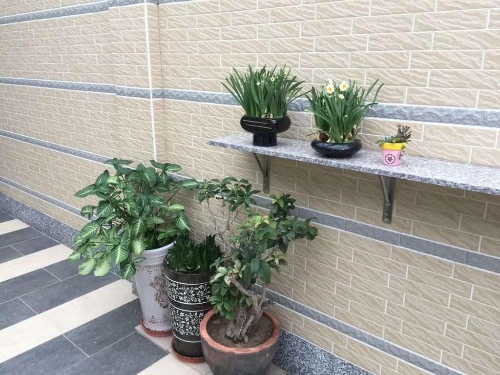 05拿到1樓擺放欣賞.JPG