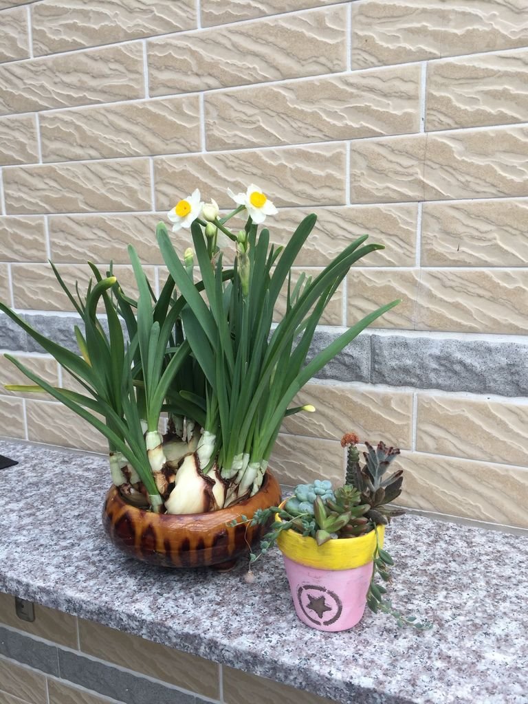 07另一盆水仙~花開拍照後送人了(20200124拍攝).JPG