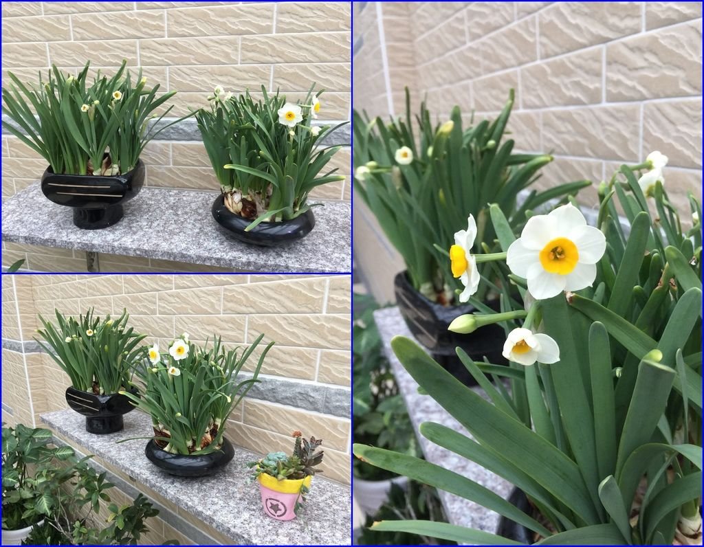 06水仙花~就是這麼清新脫俗.jpg