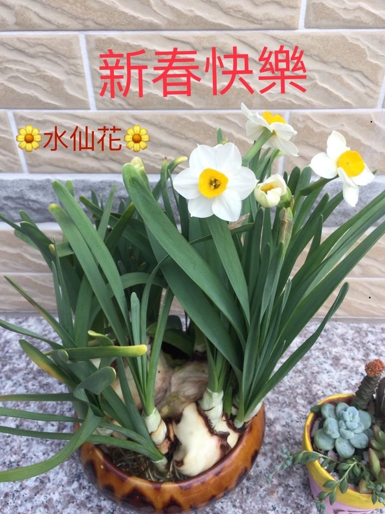 08大年初一~拿水仙花照片跟新朋好友拜年.JPG