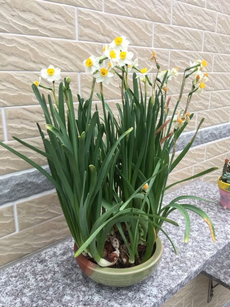 09過完年才開花的水仙(20200202拍攝).JPG
