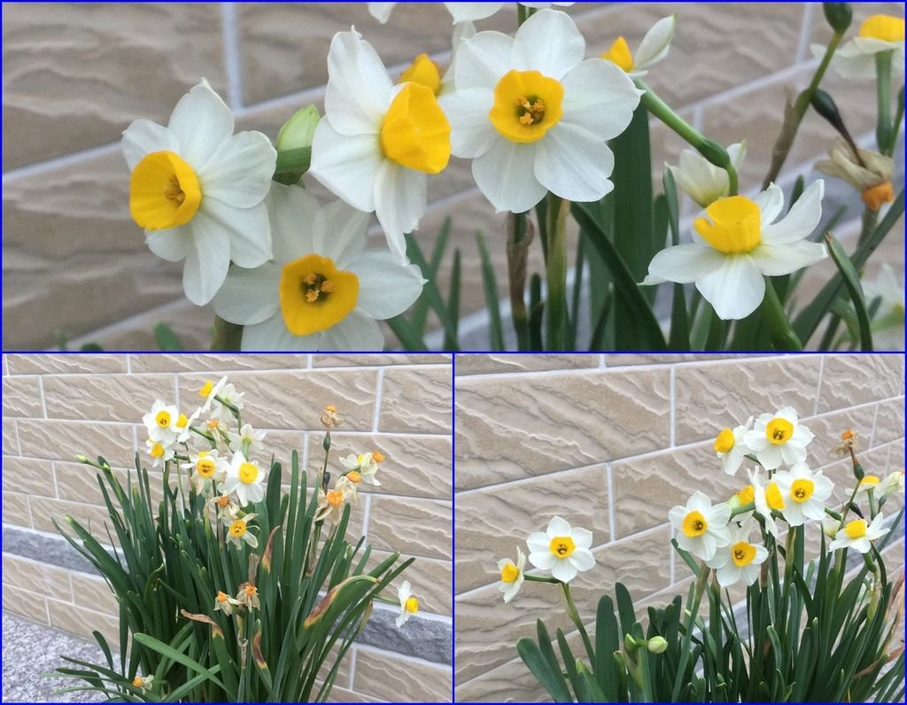 11水仙花~年節欣賞的好花卉.jpg