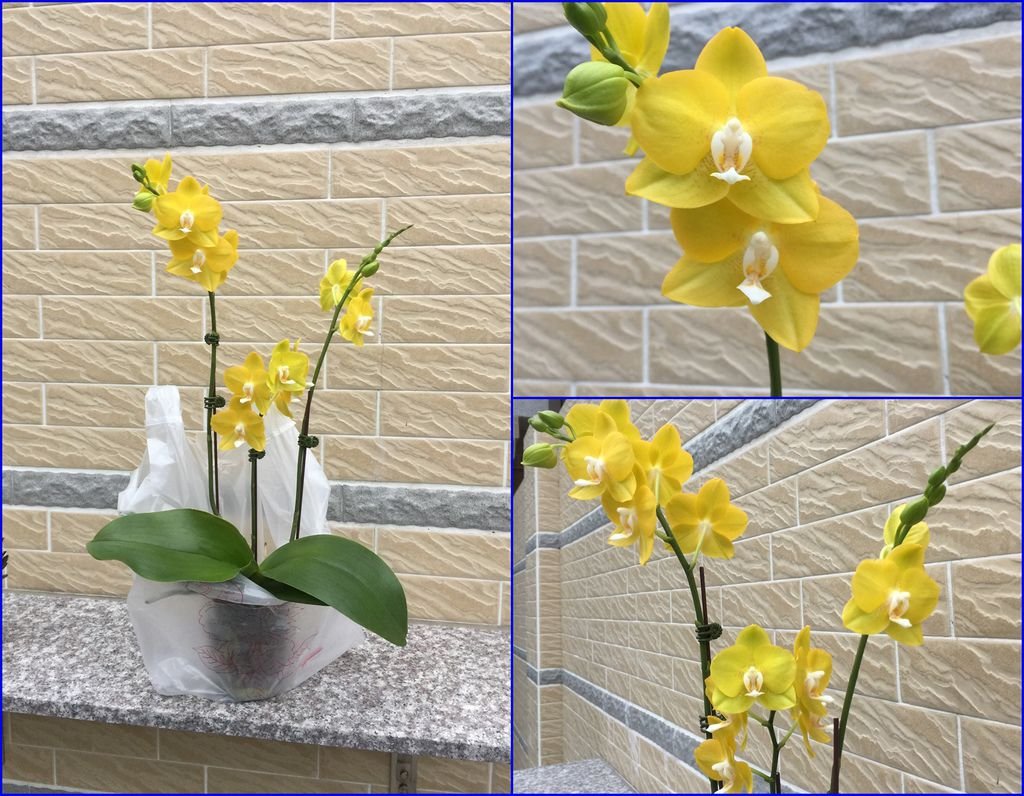 02蘭花~剛買回來的樣子(20200123拍攝).jpg