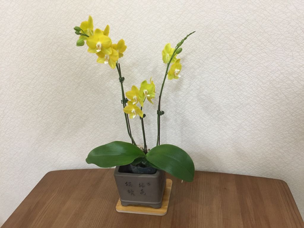 04家裡擺一盆花~很有過年的氣氛.JPG