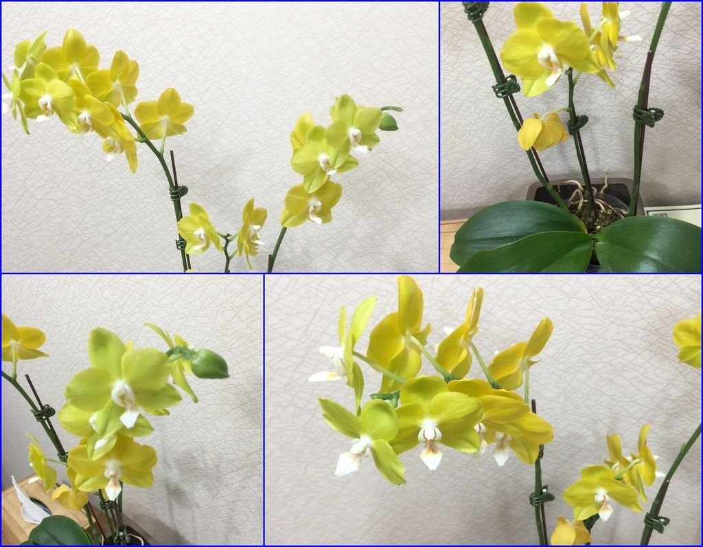 05原來未開花的花苞~也陸續開花了(20200223拍攝).jpg