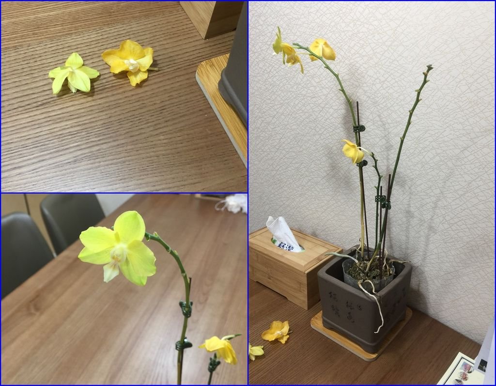 07蘭花~花謝了~(20200319拍攝).jpg