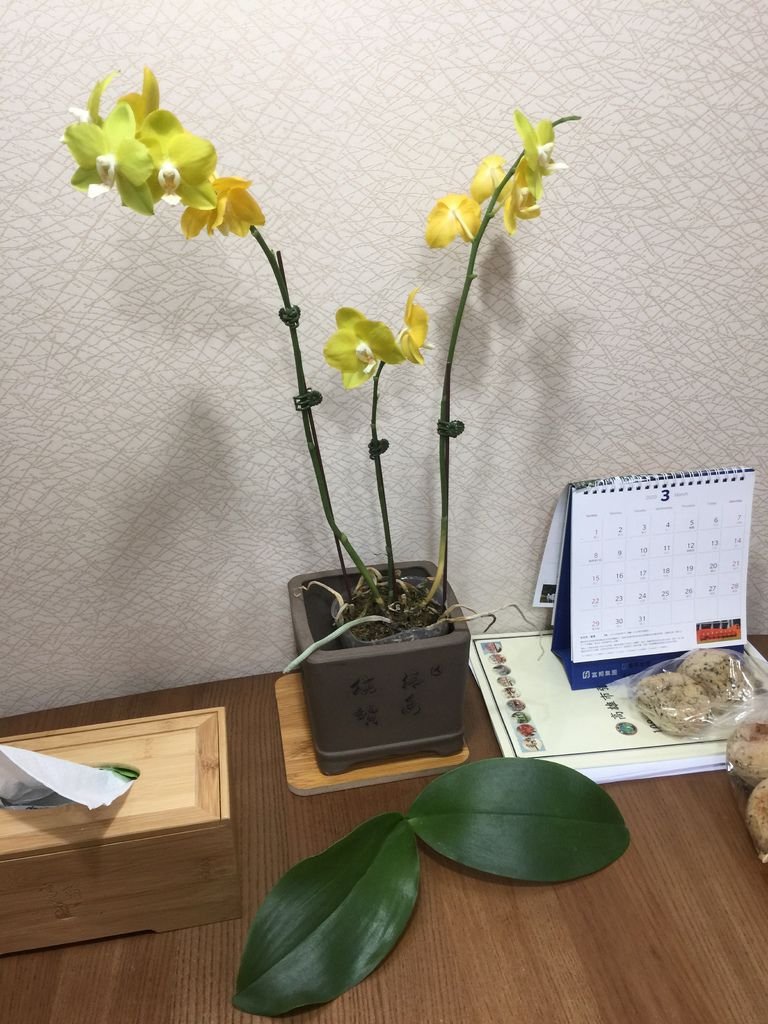 06經過1個半月的蘭花~葉子掉了~花謝了(20200313拍攝).JPG