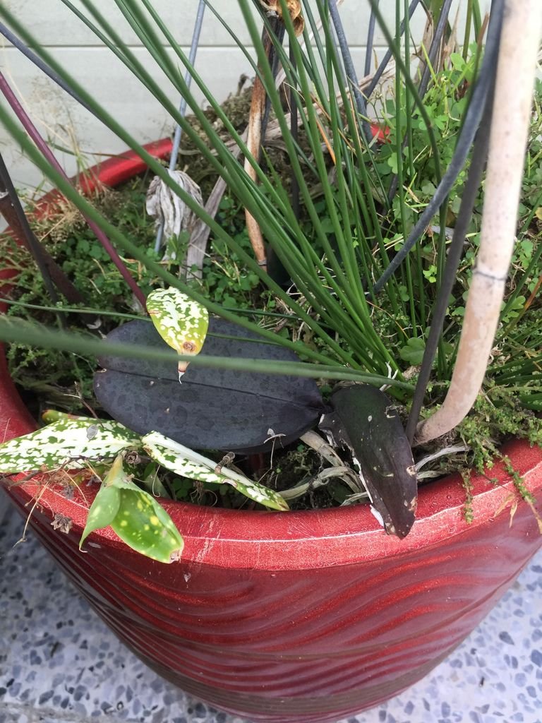 04盆子底下長滿了雜草.JPG
