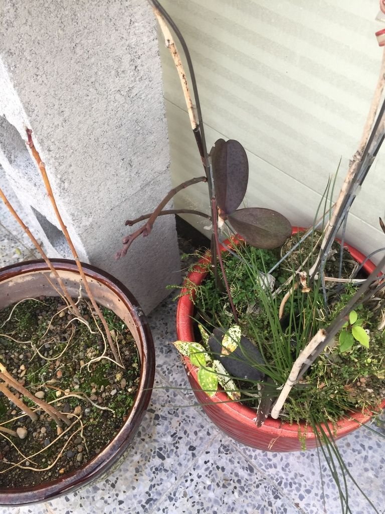 05蘭花的花苞有所成長~期待它開花(20200214拍攝).JPG
