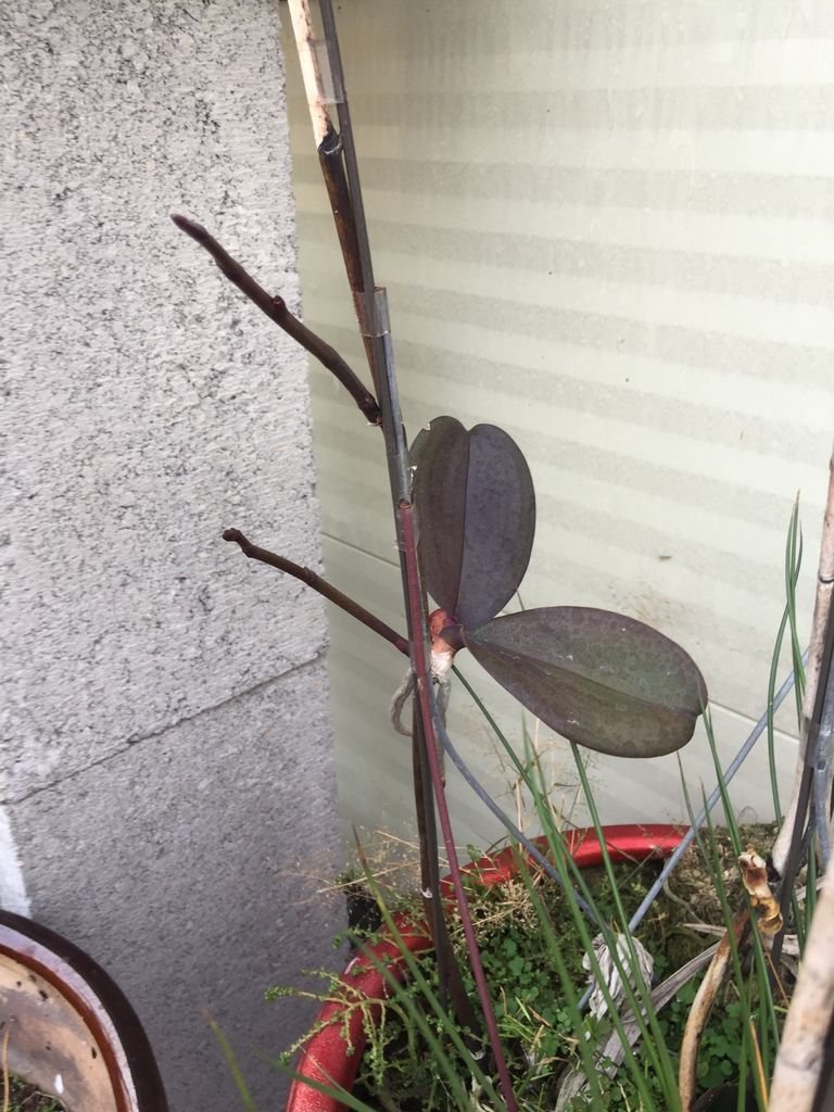 03放養了1年發現長了2個花苞(20200125拍攝).JPG