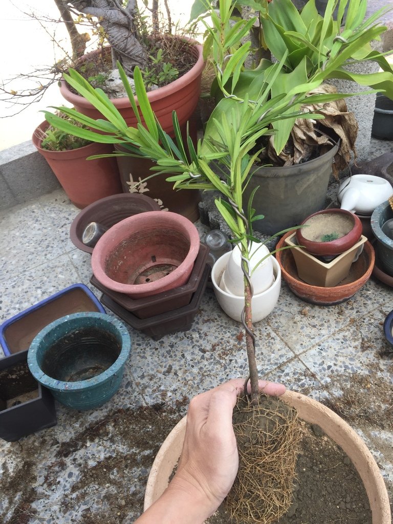 04找到要種植的角度.JPG