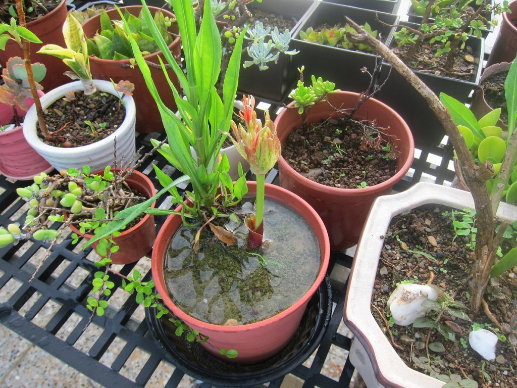 02火球花盆栽~花苞長出來了(20210609拍攝).JPG