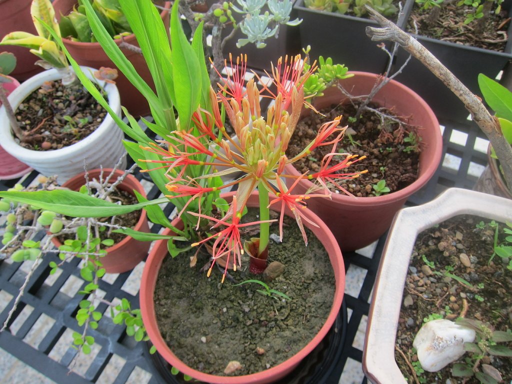 05小花苞一直持續開著(20210610拍攝).JPG