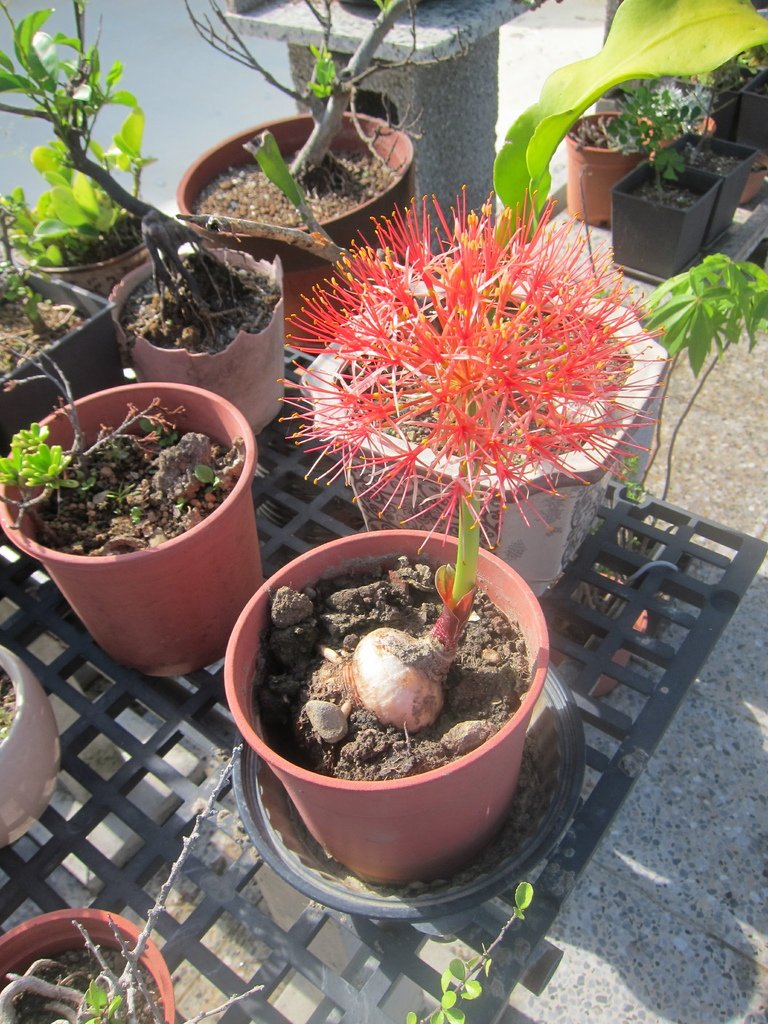 09火球花~全面盛開(20210613拍攝).JPG