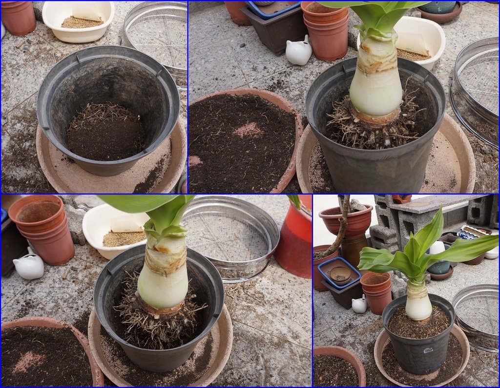 08重新種植到盆器中~把土填入.jpg