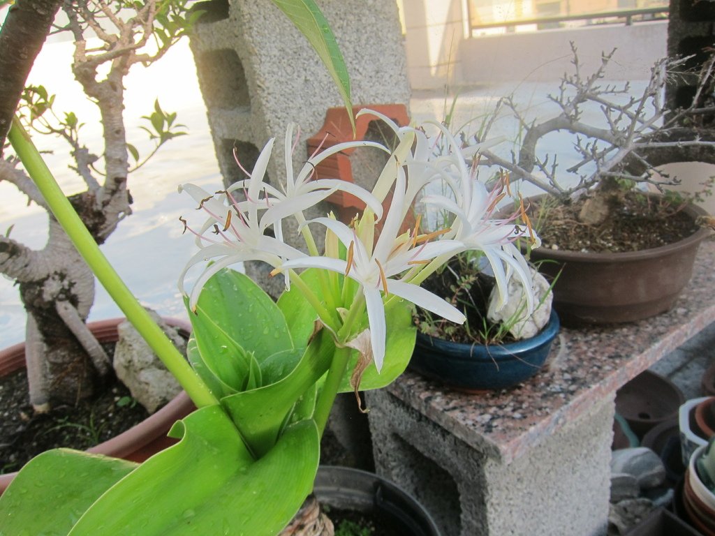04文珠蘭開花了(20210617拍攝).JPG
