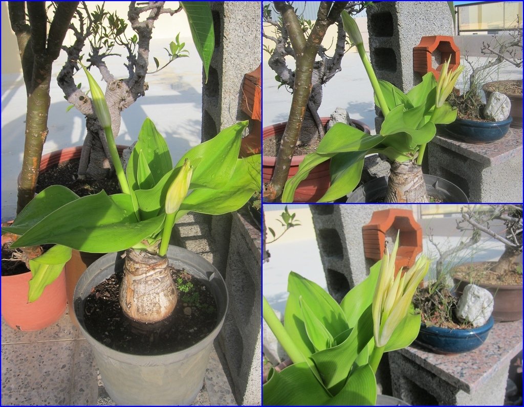 02種新重植的文珠蘭~一次長出2花苞.JPG