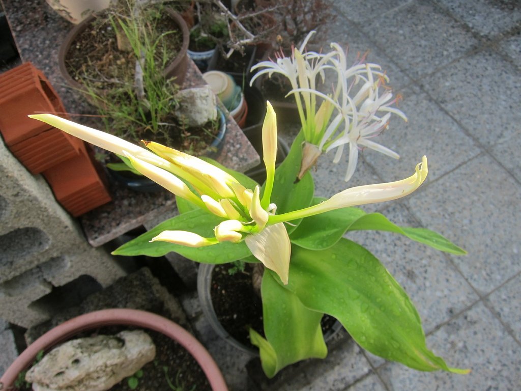 06含苞待放的文珠蘭花朵.JPG