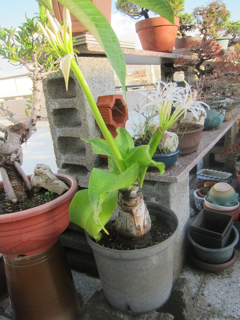 08文珠蘭開花.JPG
