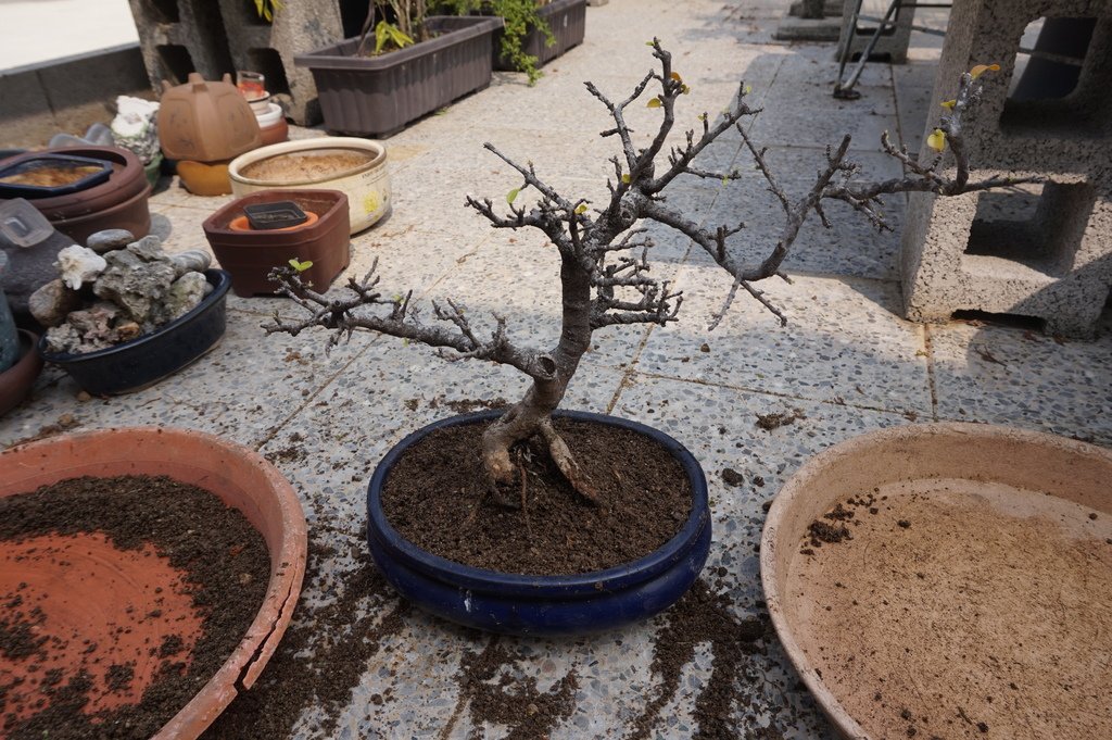 07西印度櫻桃~種植完成.JPG