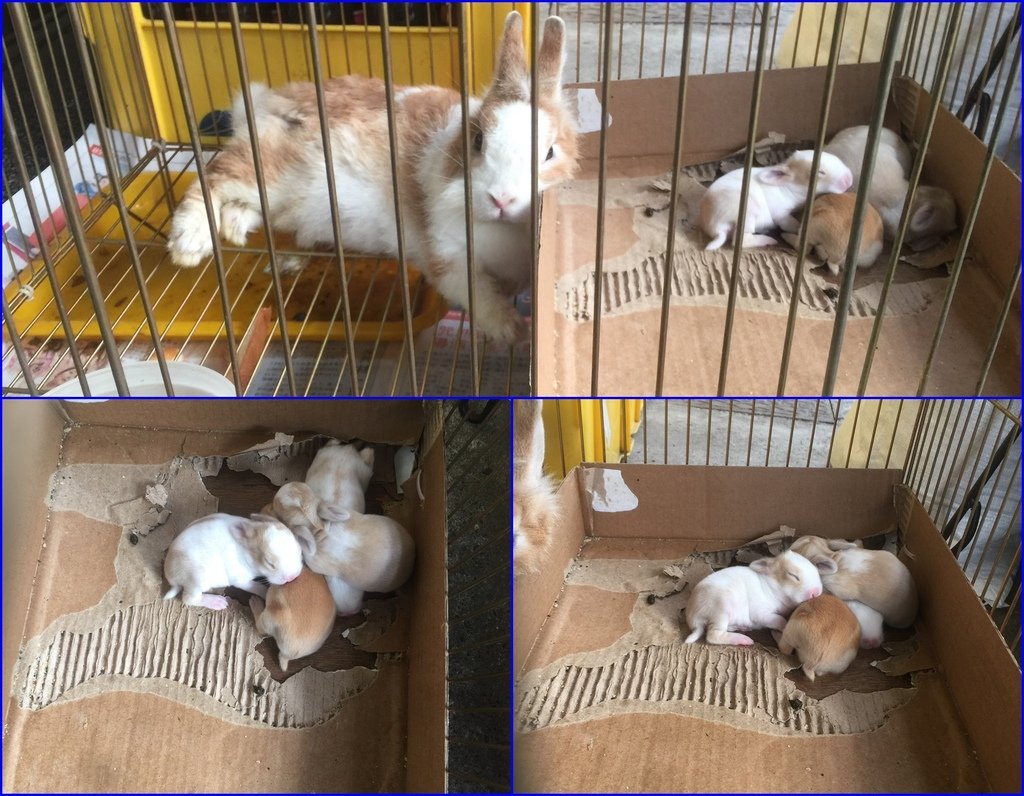 06小免子~睡覺中~眼睛還沒開.JPG