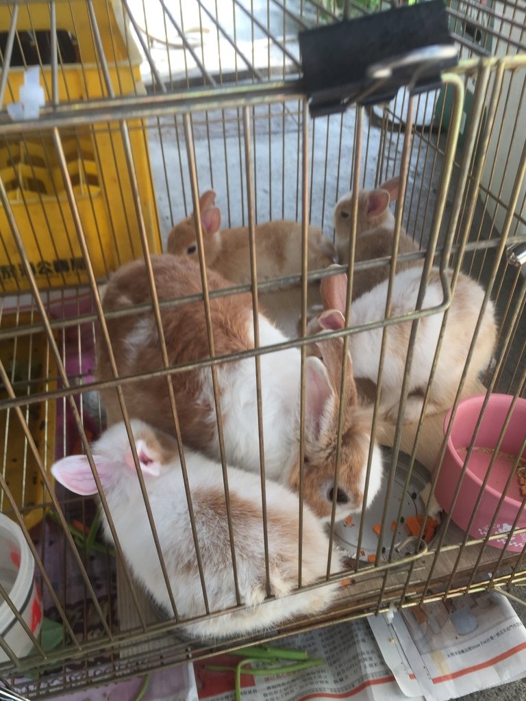 12滿月的小免子~已經要到牠們的新家(有人預訂了).JPG