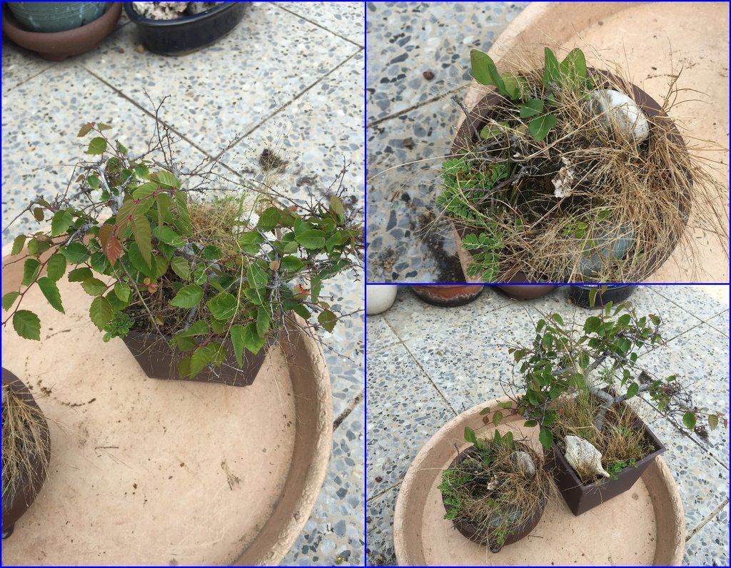 03櫸樹盆栽裡雜草長的有夠多一堆.JPG
