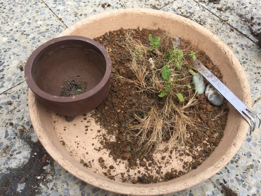 05脫盆及移除雜草.JPG