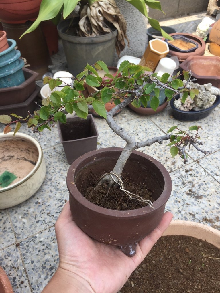 09完成~櫸樹小盆栽.JPG