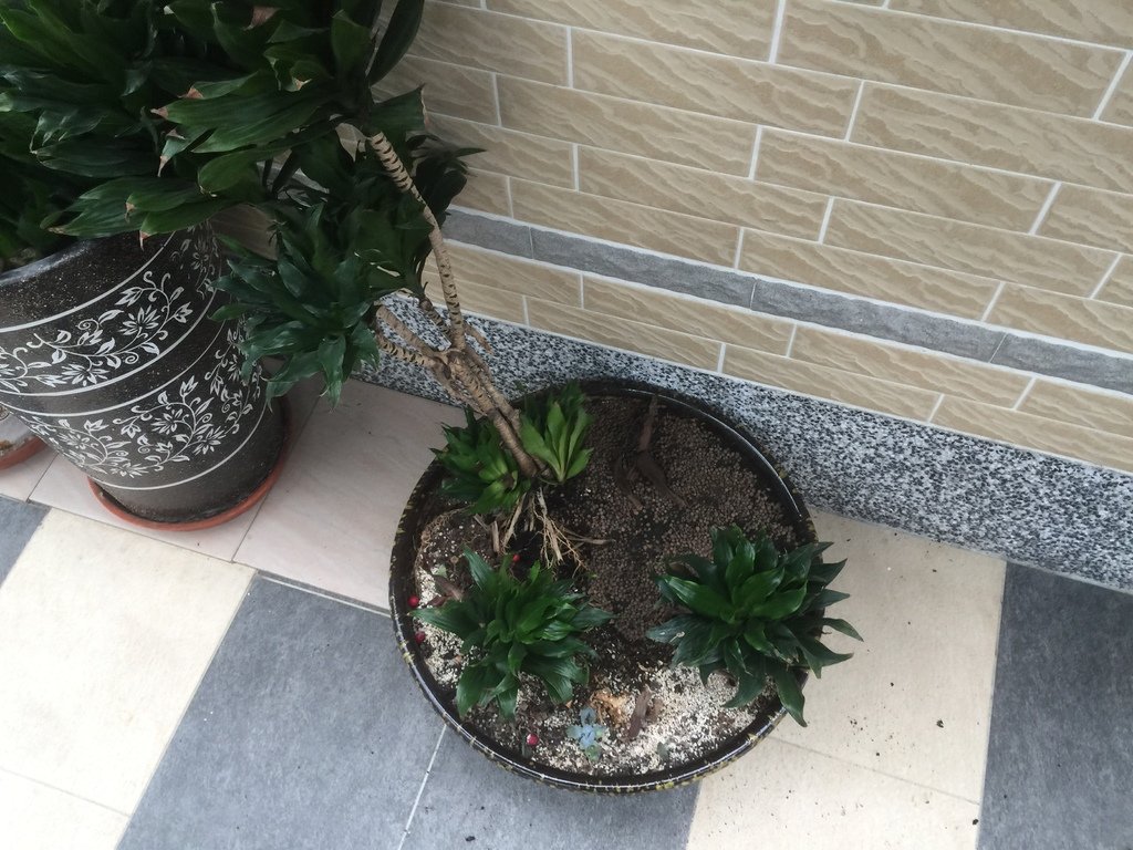 09整理後只剩幾棵植物.JPG