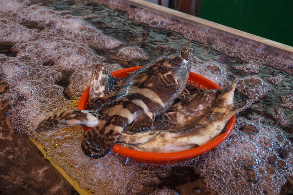 08除了虱目魚~也有石斑魚.JPG
