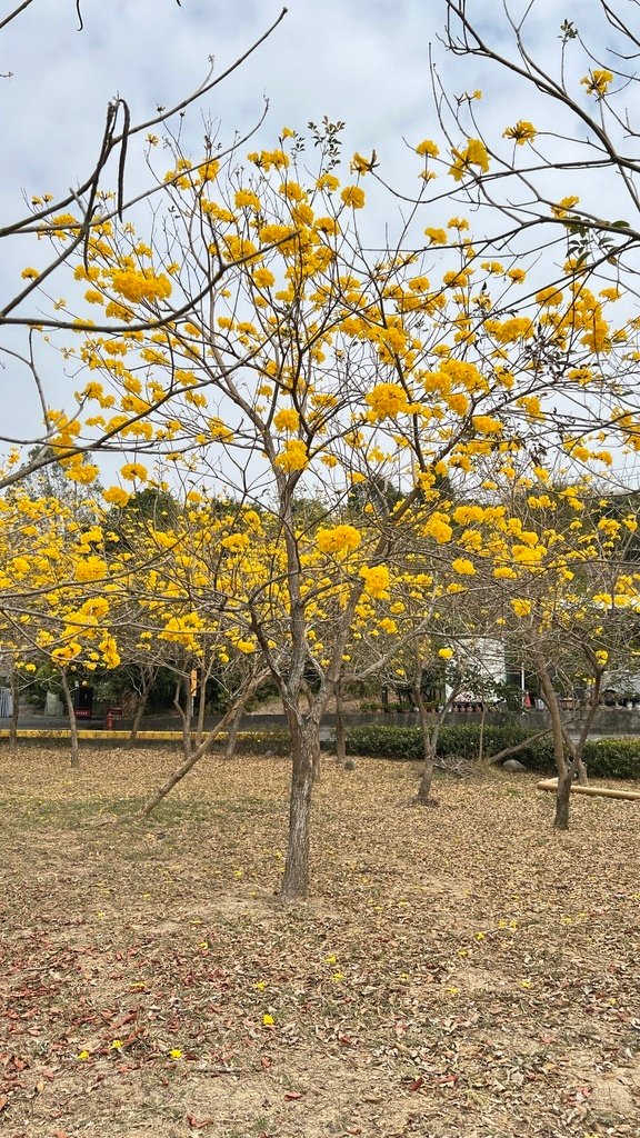 03水庫旁的花朵盛開.JPG
