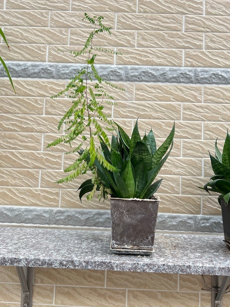 04不知名的小樹苗~跑來一起生長.JPG