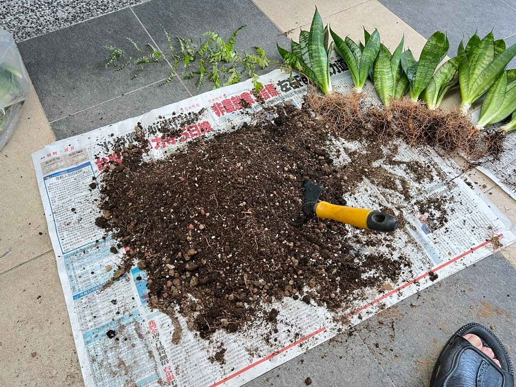 08土壤準備好.JPG