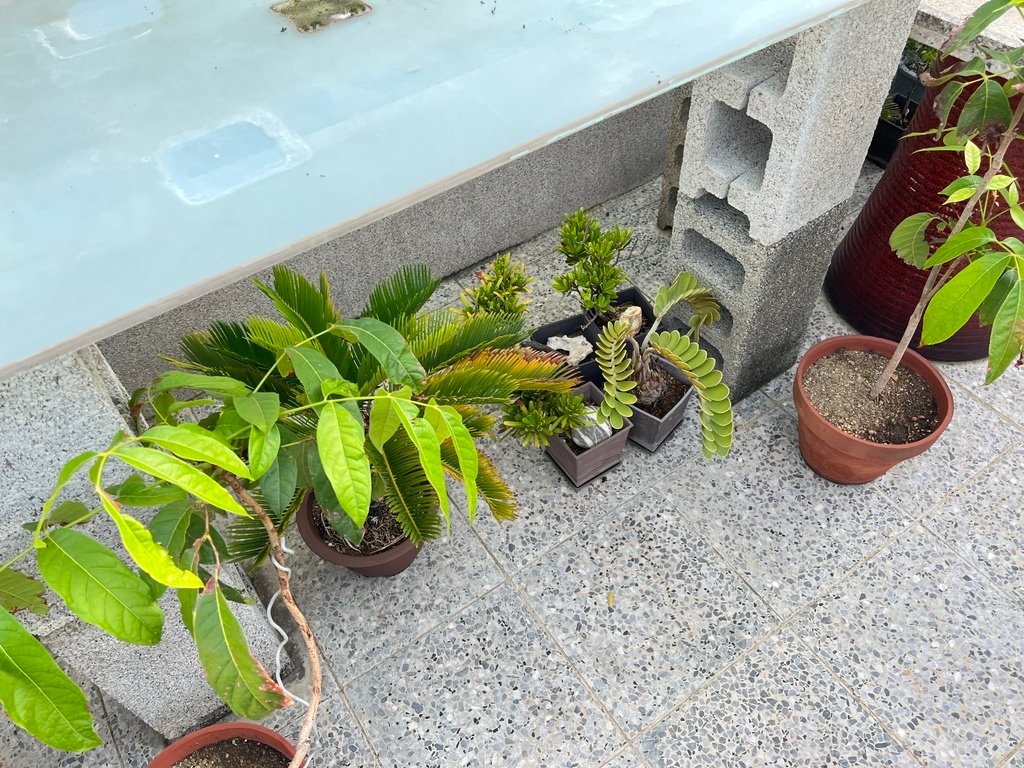 03把盆栽搬到地上.JPG