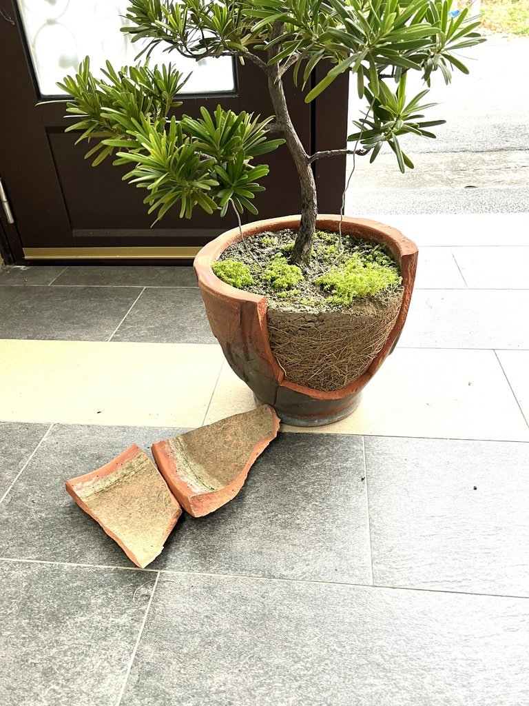 02受到颱風的吹襲~導致翻倒破盆.jpg