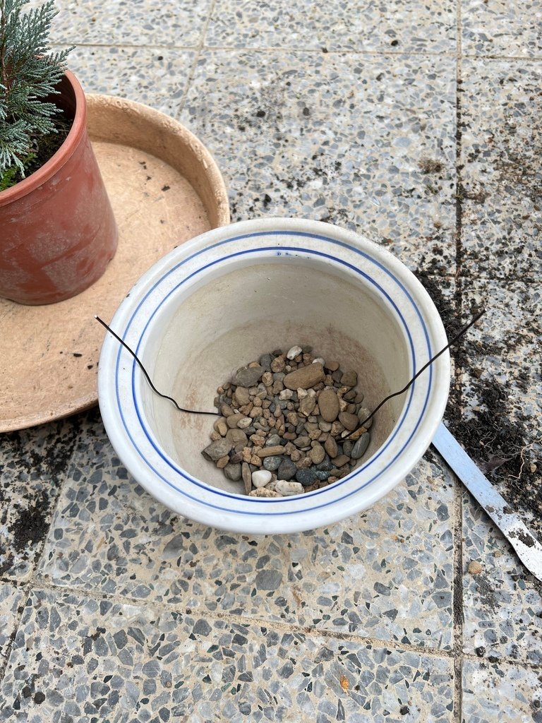 06盆底加入一些粗粒土.JPG