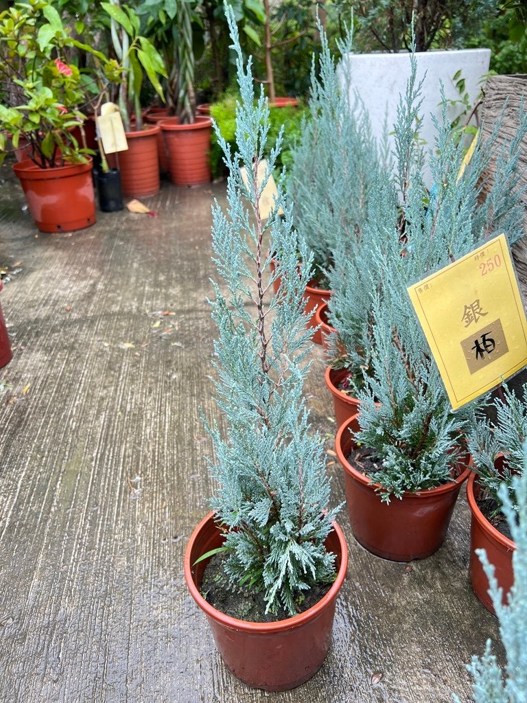 03銀柏~買回家養大準備當聖誕樹.JPG