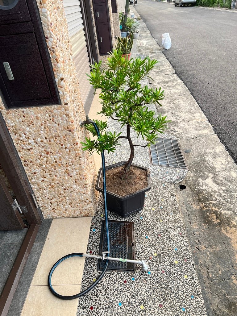 23門口羅漢松大盆栽~換塑膠盆~不怕翻倒及破盆.JPG