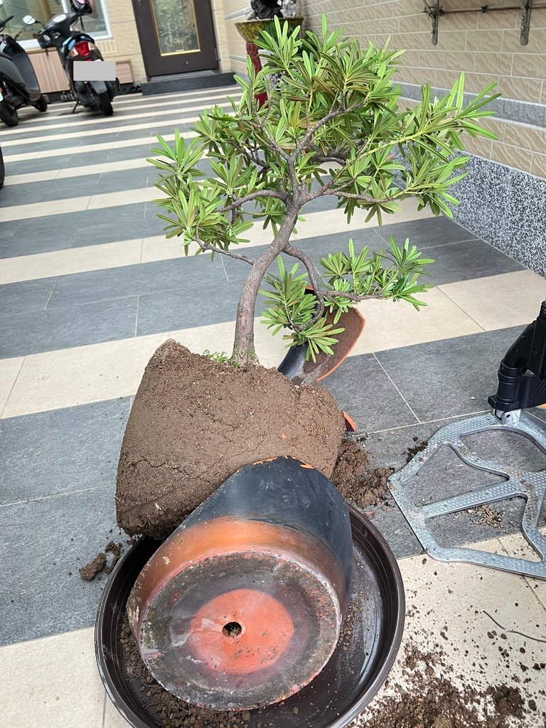 17準備換盆~舊盆取出-1.jpg