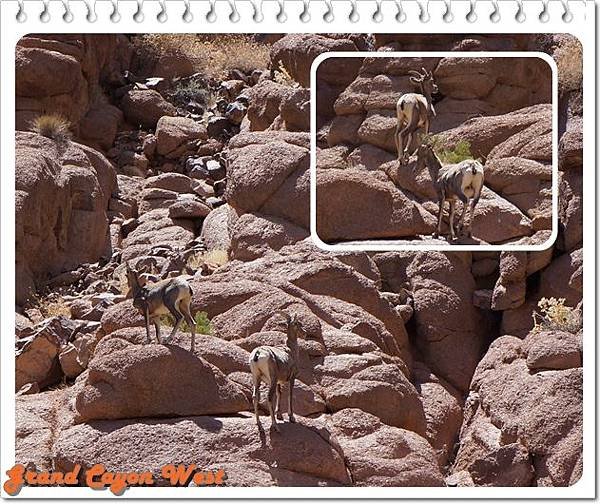 18. Grand Canyon West.jpg