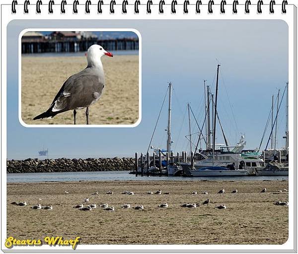 16. Stearns Wharf.jpg