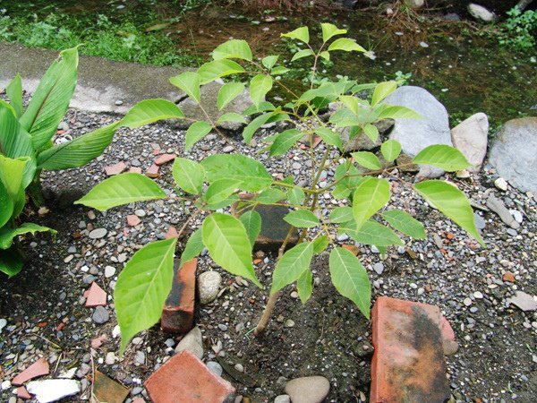 地植半個月後