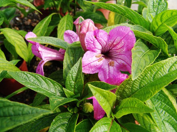 DSC04818_副本.jpg