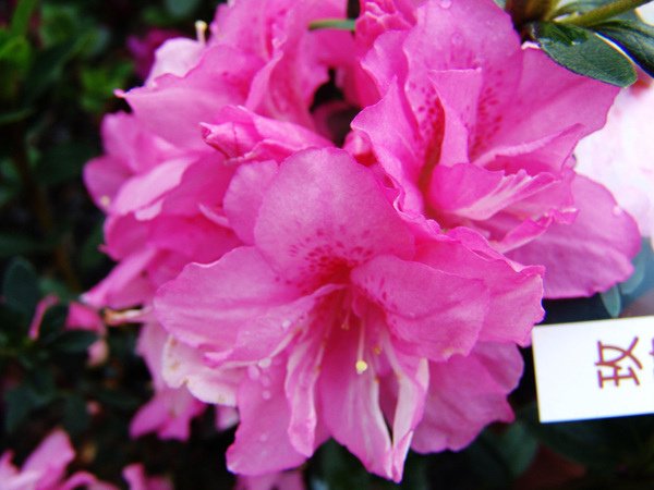 DSC04827_副本.jpg