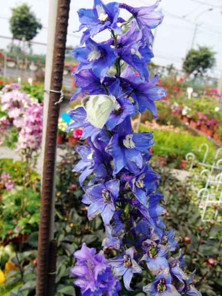 DSC04838_副本.jpg